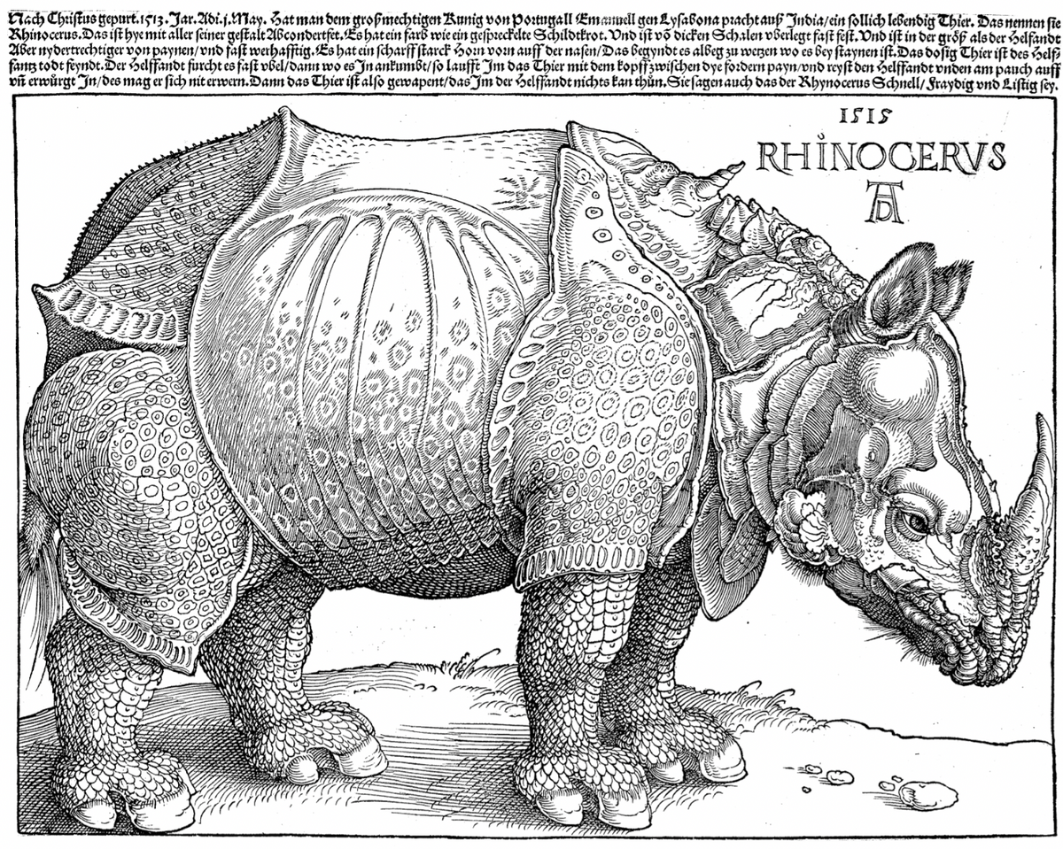 Dürerhino